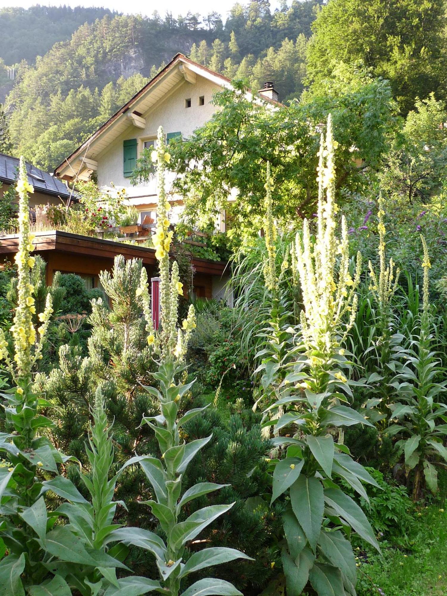Dunkel Blaue Maus Bed & Breakfast ไมริงเงน ภายนอก รูปภาพ